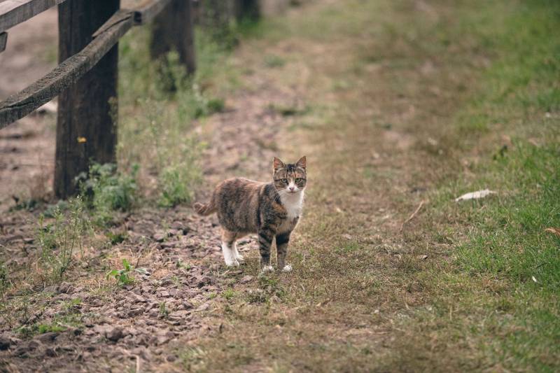 Professionnels de la santé animale ? Elidem s’occupe de vos déchets à Montauban et alentours - Tarn-et-Garonne (82)